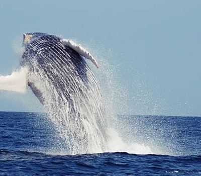 Humpback Whale Tour In Mancora
