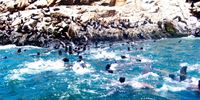 SWIMMING WITH SEA LIONS