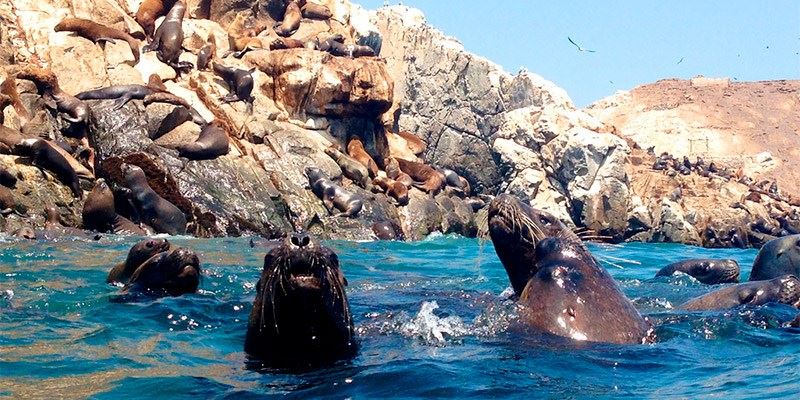 SWIMMING WITH SEA LIONS