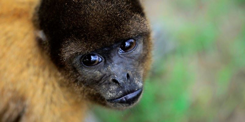 isla de los monos - amazon experience