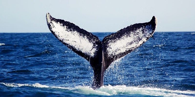WHALE IN MANCORA
