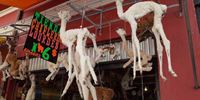 Baby Llama Fetuses - Witches Market